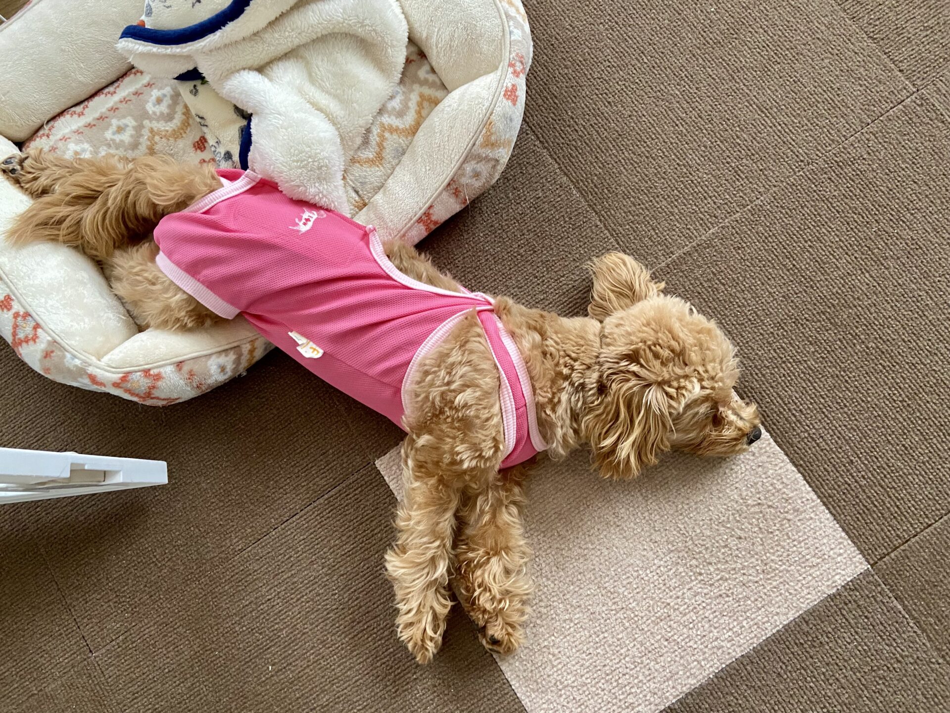 避妊手術後のマルプー（生後八ヶ月）