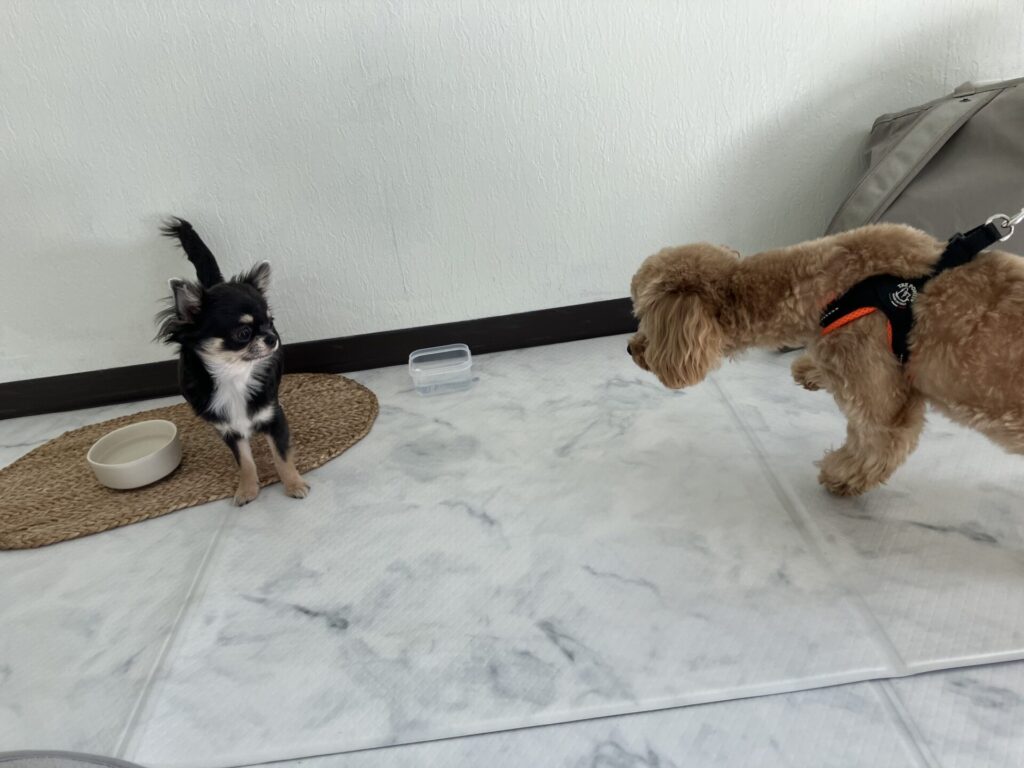 子犬のときに犬慣れ・人慣れ・外慣れに成功した小夏