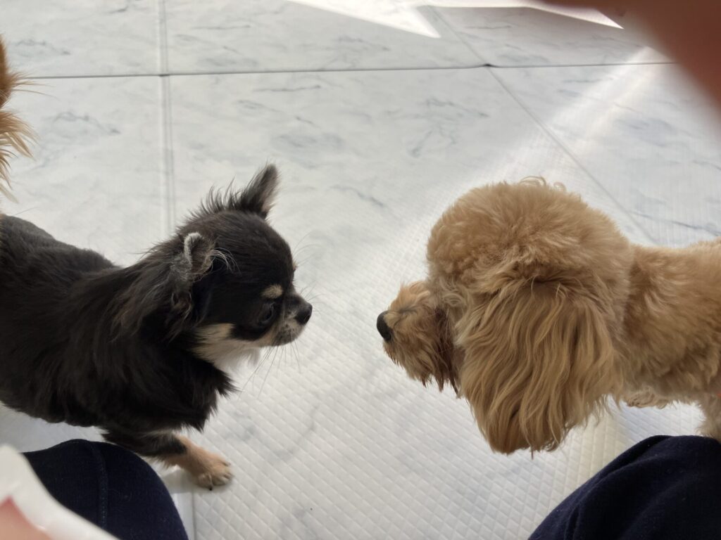 他の犬にまったく物怖じしなくなった犬慣れした小夏