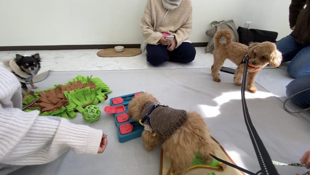 パピーパーティーで犬慣れだけでなく人慣れ体験もできた小夏。