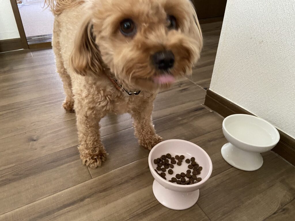 フードローテーションで食事中の我が家の愛犬