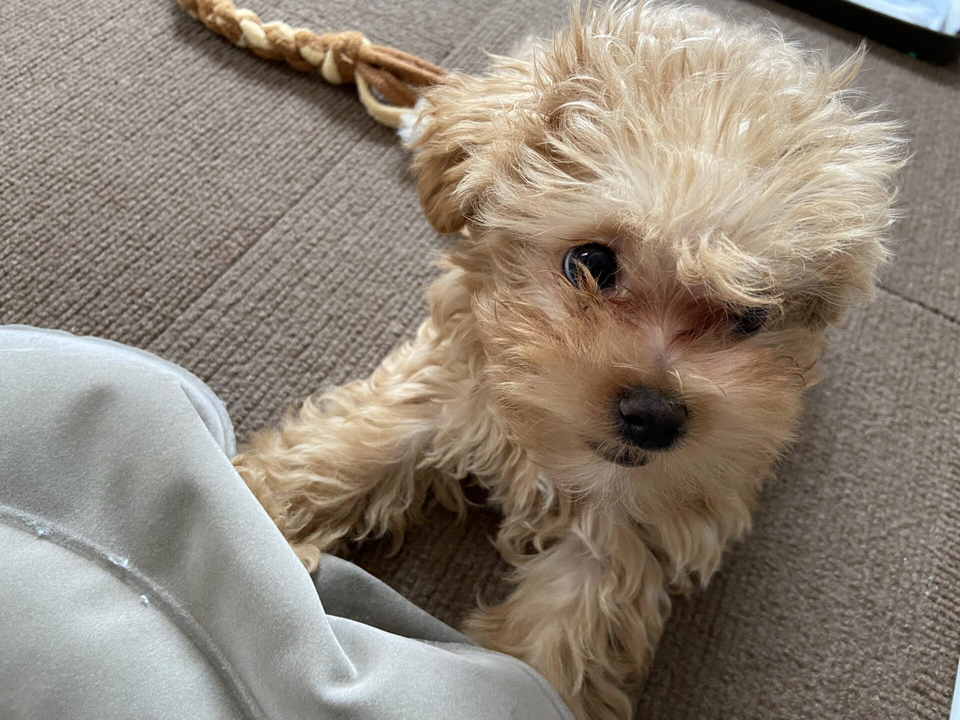 子犬の頃の小夏 食糞をしていた時期