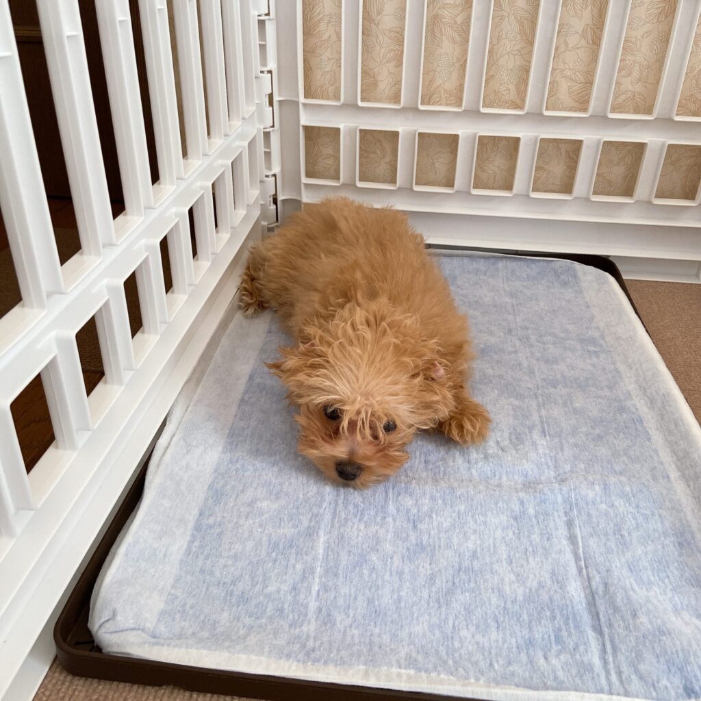 トイレに寝る小夏。子犬の頃はトイレシーツを破いたり食べたり大変だった。