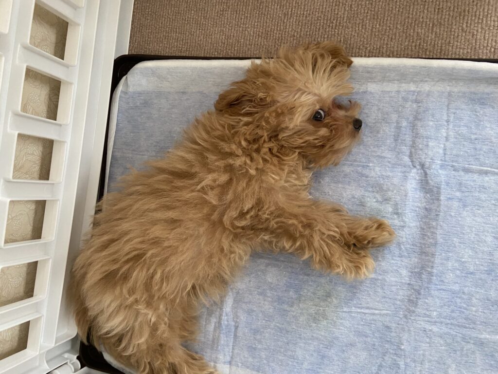 トイレで寝てしまう子犬の頃の小夏。子犬あるあるエピソード。