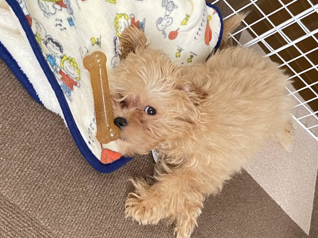 ウンチを食べることがダメだとわかってない子犬の小夏。