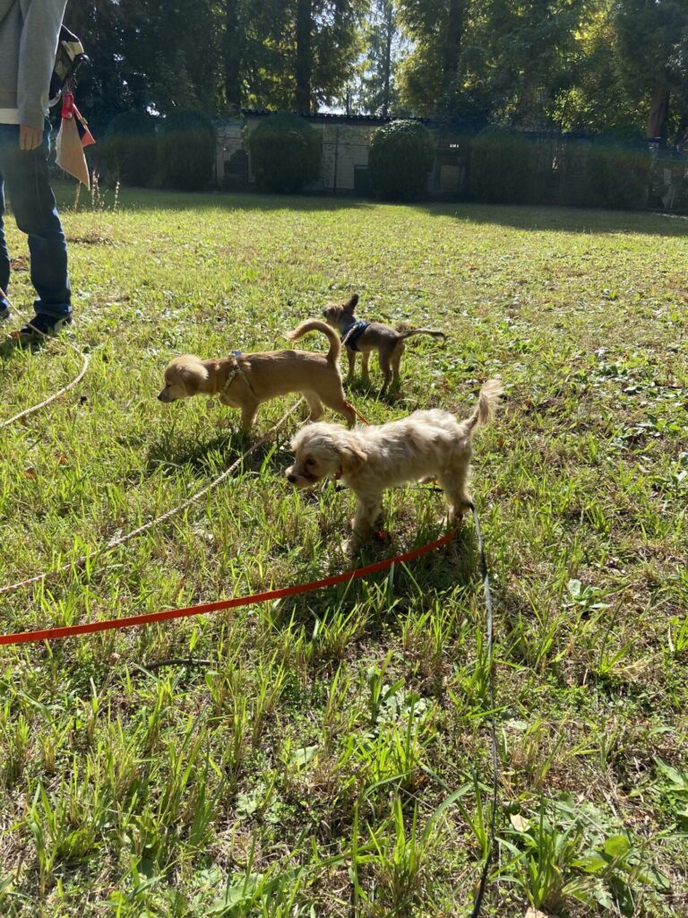 青空パピーパーティーの様子。犬慣れしてない子犬の小夏も怖がらずに参加できた。
