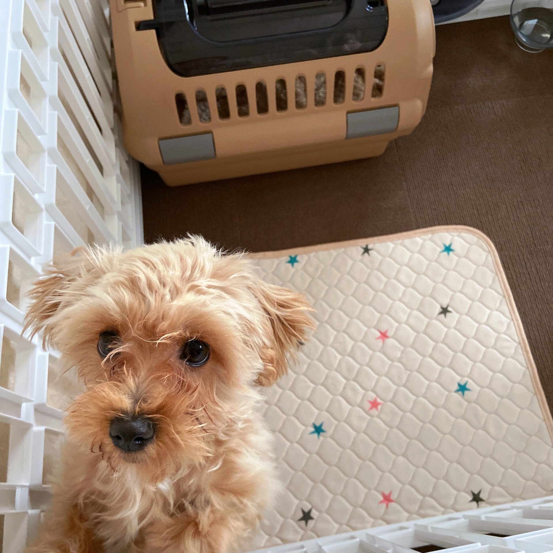 子犬だった頃の小夏。トイレシーツを噛むのを辞めさせるべく、紙製から布製にチェンジした頃