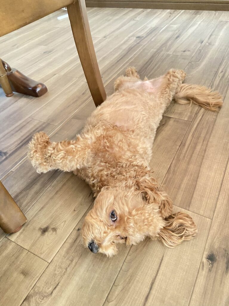 ドッグフードに飽きる犬、小夏