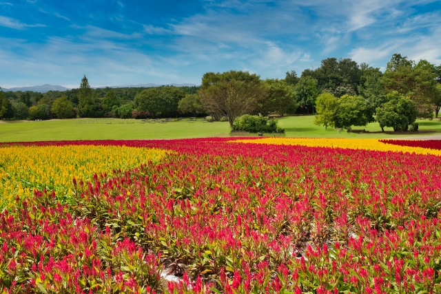 国営武蔵丘陵森林公園のコキア