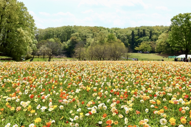 国営武蔵丘陵森林公園のポピー畑