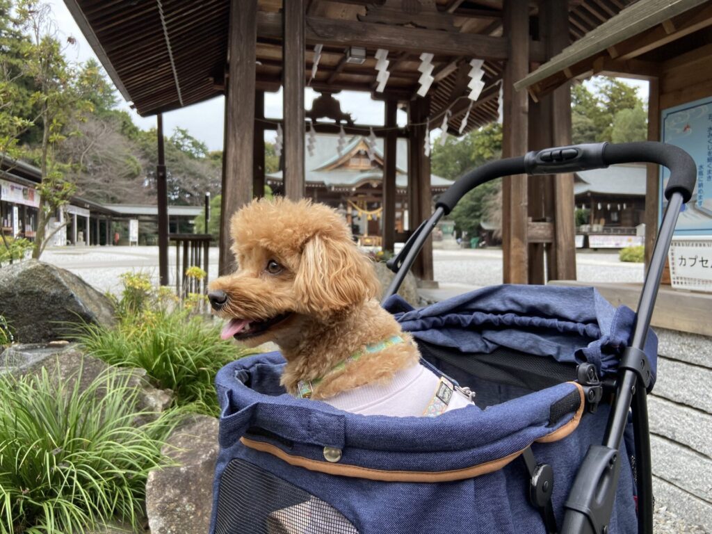 白鷺神社内、ペットカートで移動する小夏