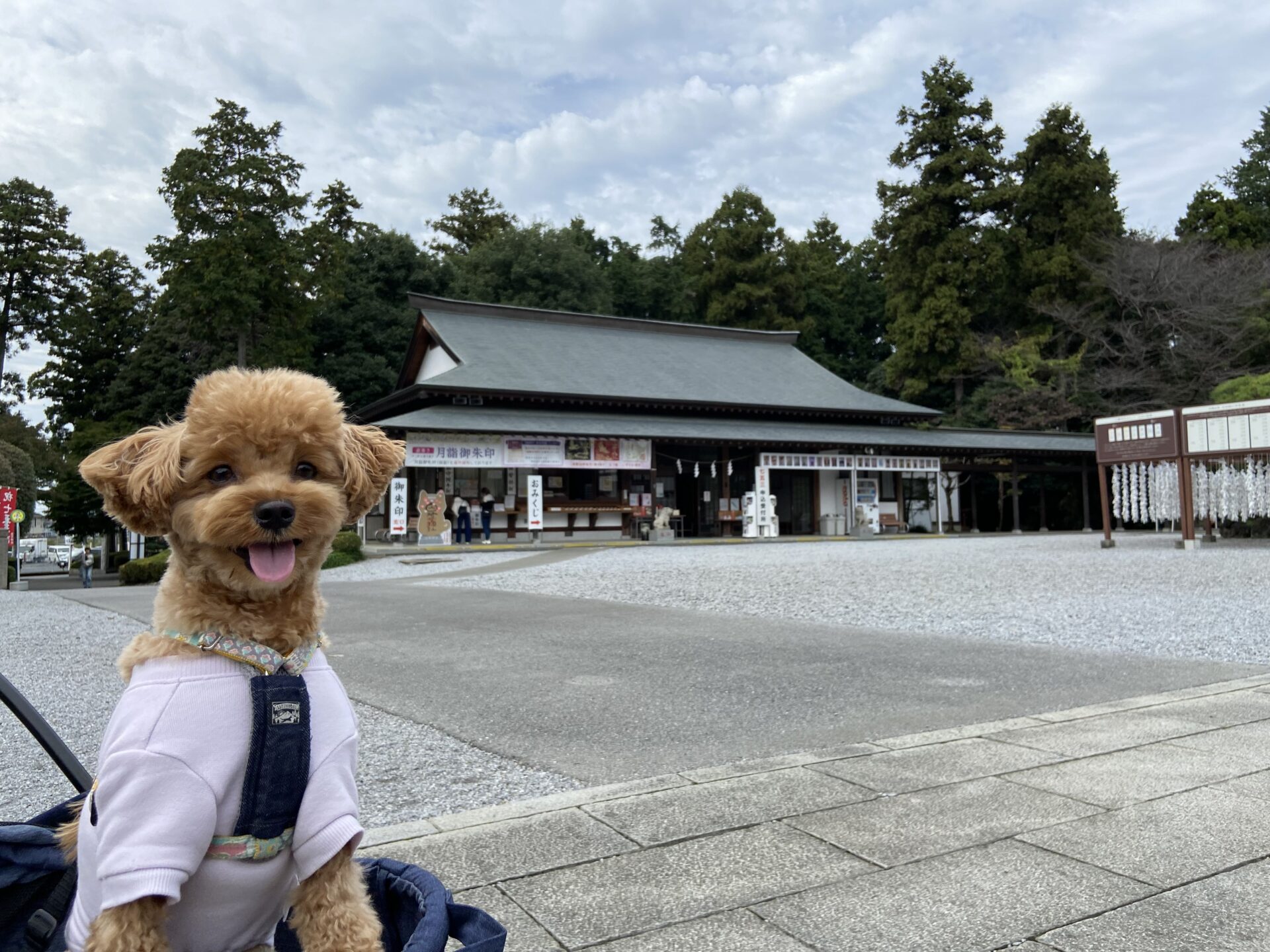 白鷺神社に犬の御朱印「わんわん御朱印」を貰いにきた小夏