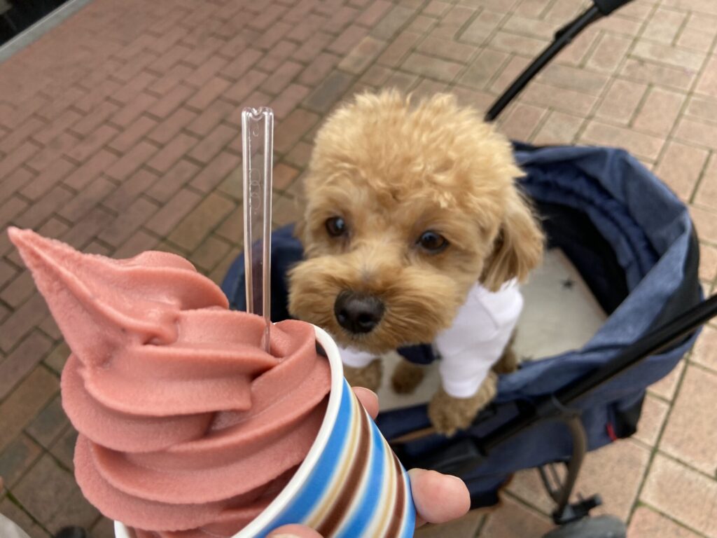 道の駅にのみやでいちごのソフトクリームを注文
