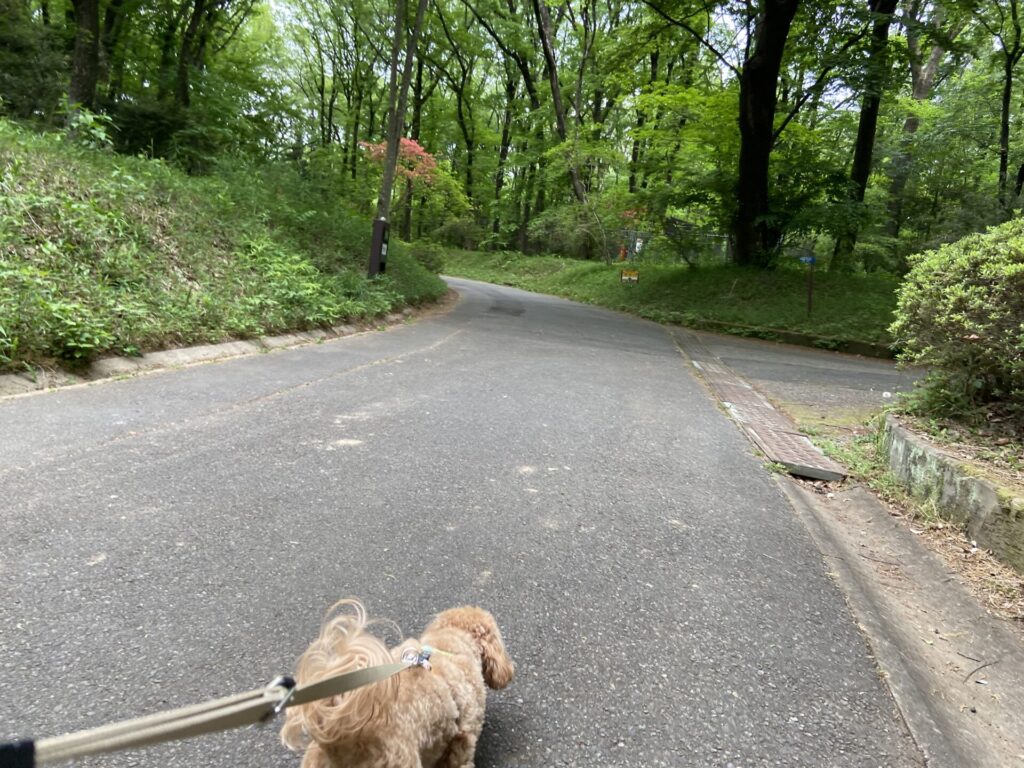 国営武蔵丘陵森林公園を愛犬と散歩