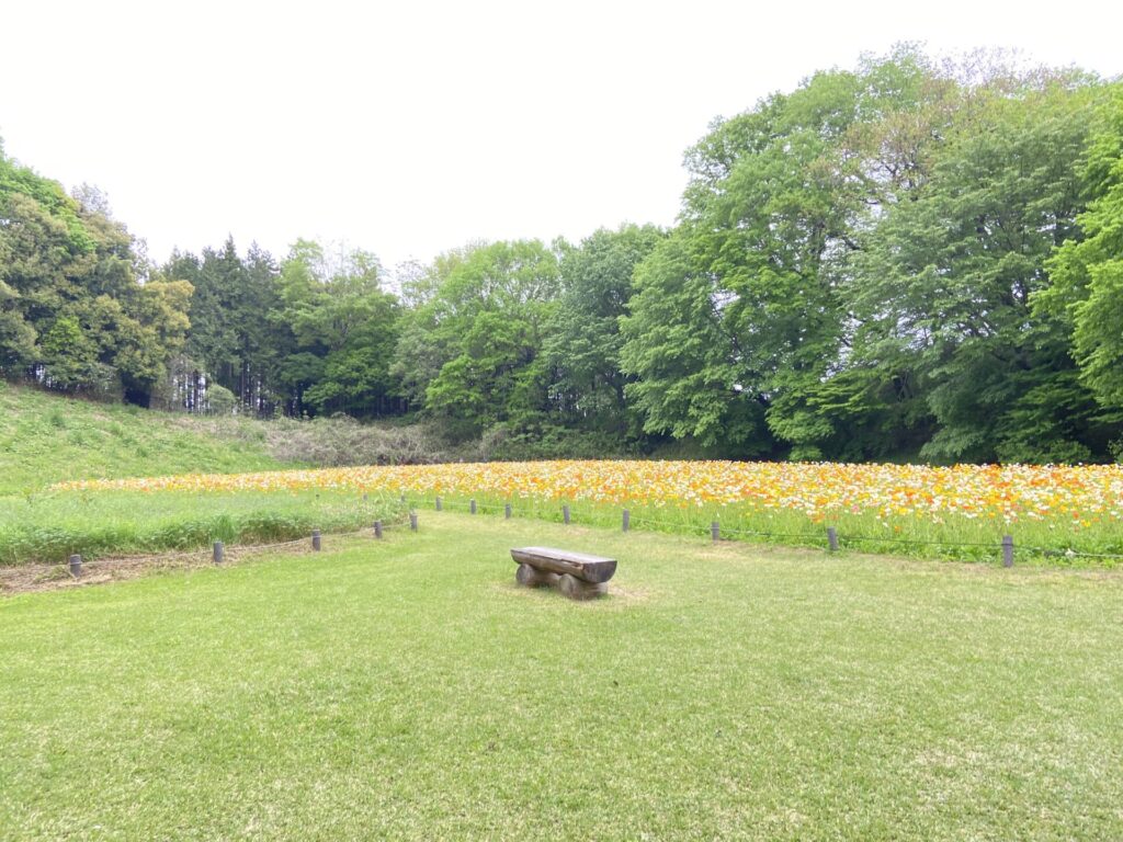 国営武蔵丘陵森林公園のポピー畑にはベンチもあり飲食可能