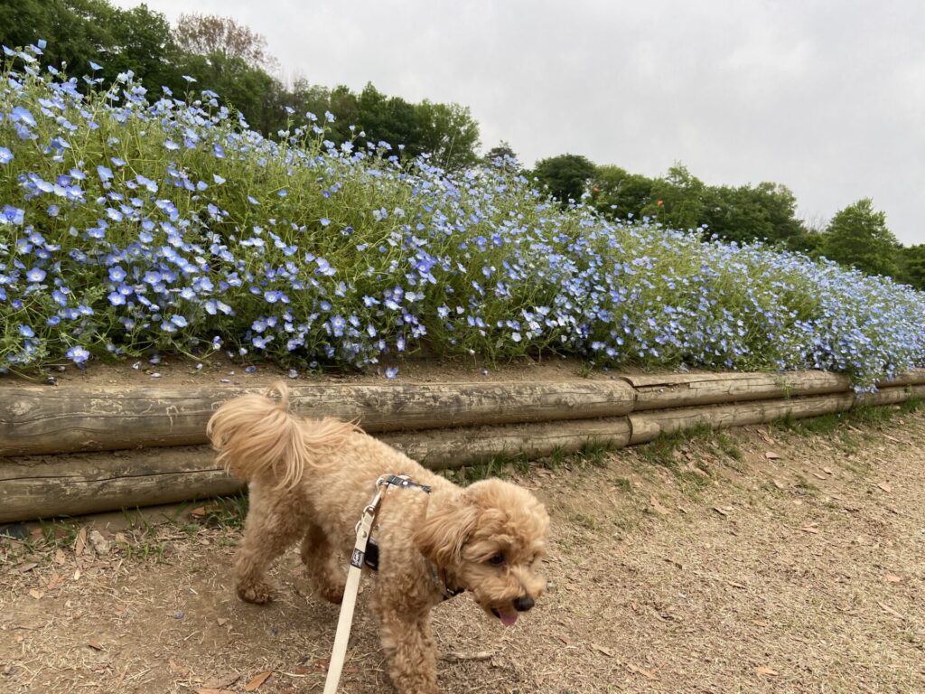 埼玉の国立公園にてネモフィラ畑と愛犬とお散歩
