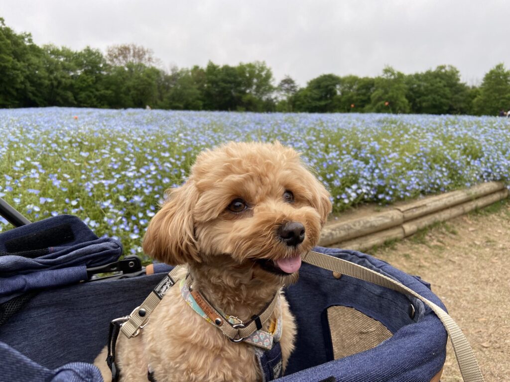 国営武蔵丘陵森林公園のネモフィラ畑と愛犬