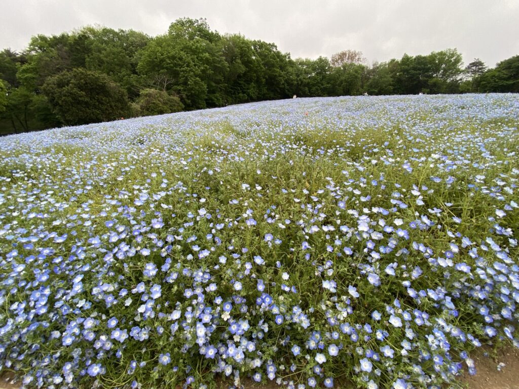 国営武蔵丘陵森林公園のネモフィラ畑