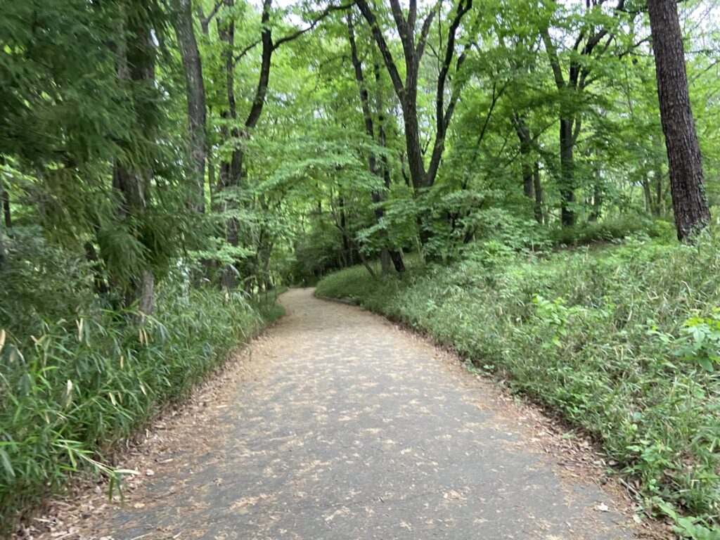 国営武蔵丘陵森林公園の広大な敷地と遊歩道