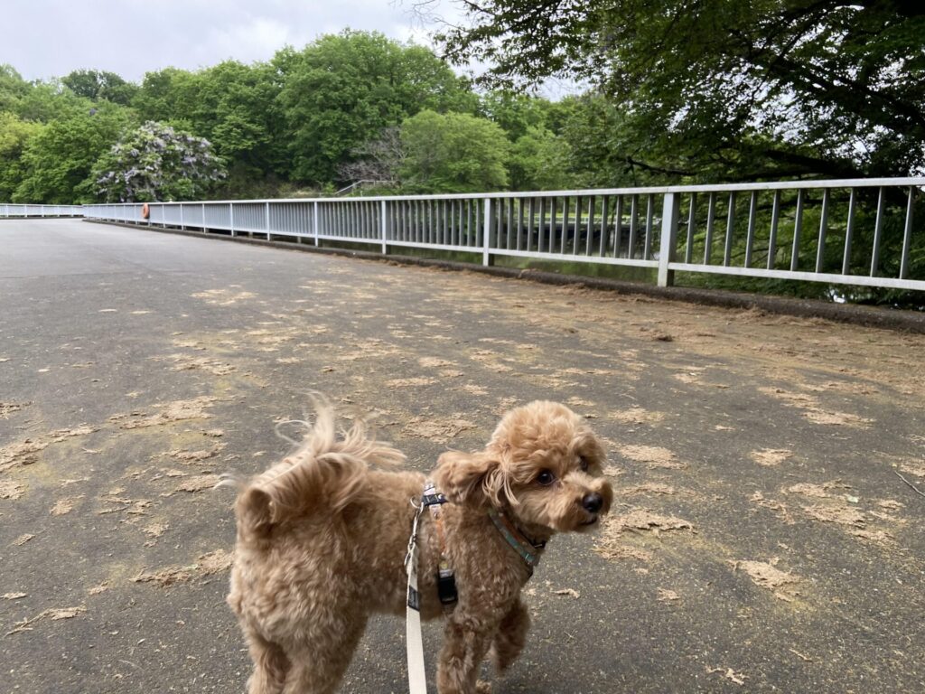 国営武蔵丘陵森林公園の山田大橋を歩く犬