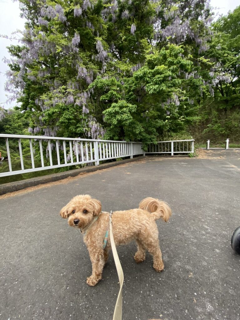 国営武蔵丘陵森林公園の山田大橋と藤の花