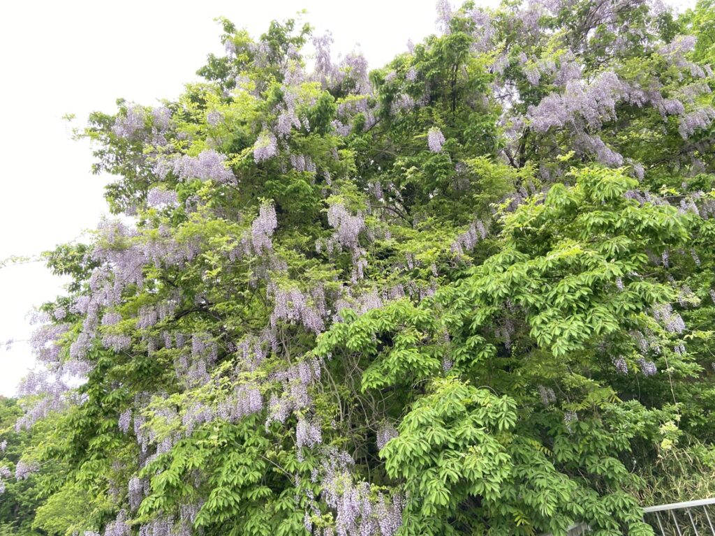 国営武蔵丘陵森林公園の藤の花