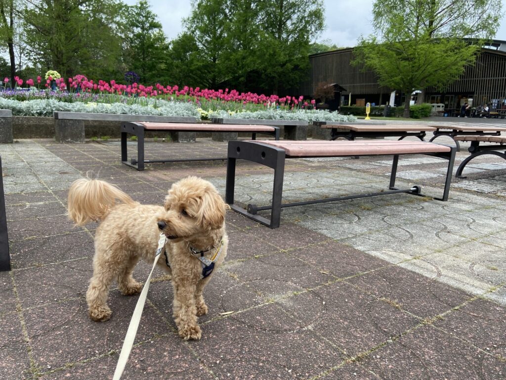 国営武蔵丘陵森林公園　中央口