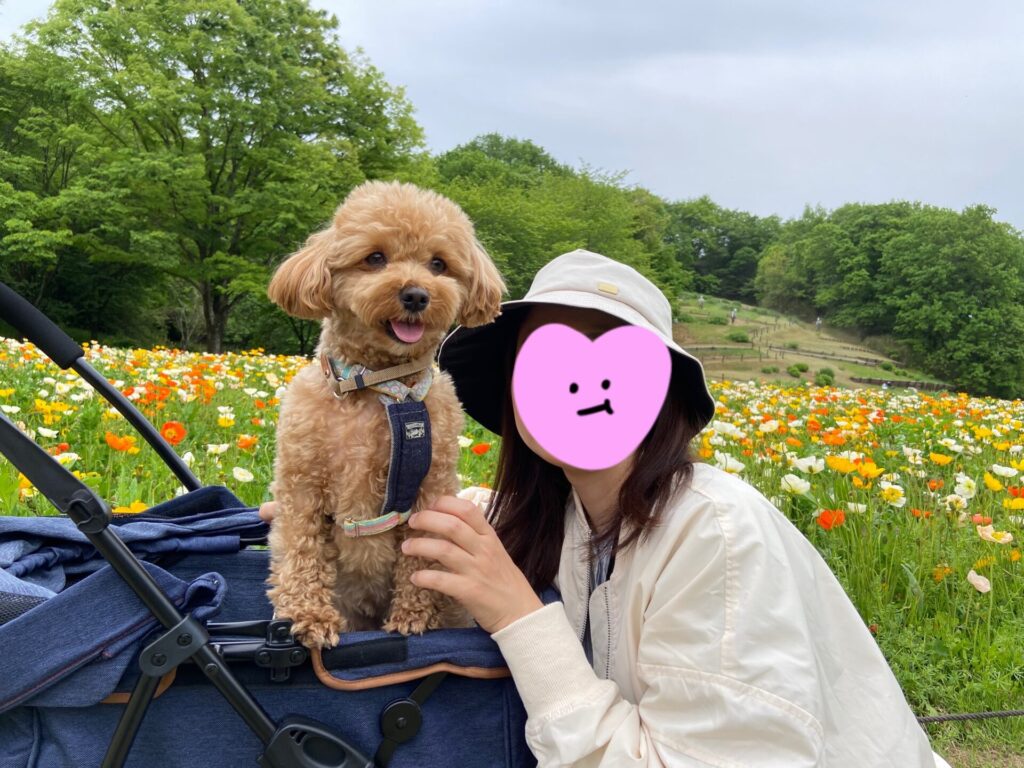 国営武蔵丘陵森林公園のポピー畑を背景に写真撮影