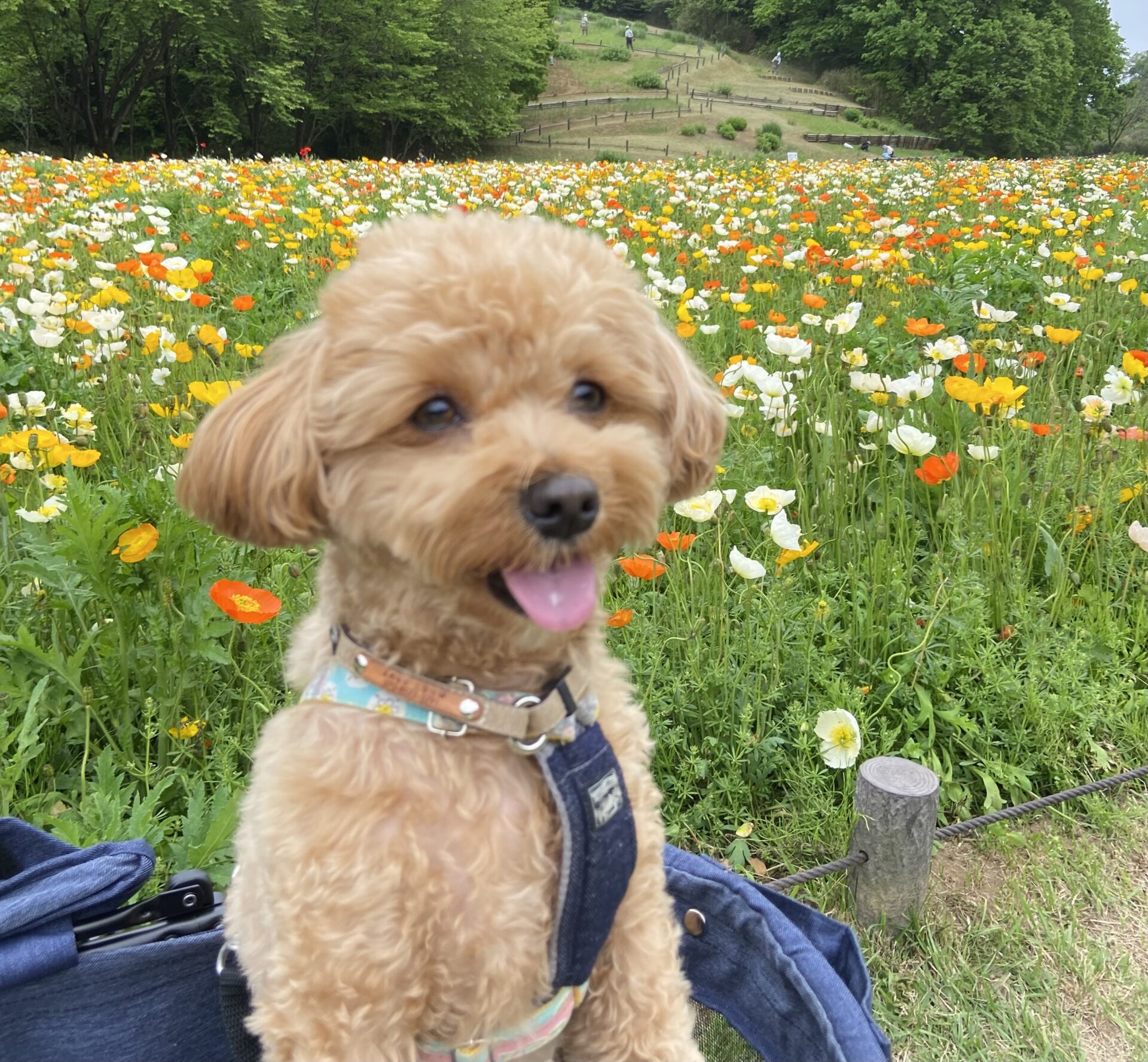 国営武蔵丘陵森林公園のアイスポピーと愛犬