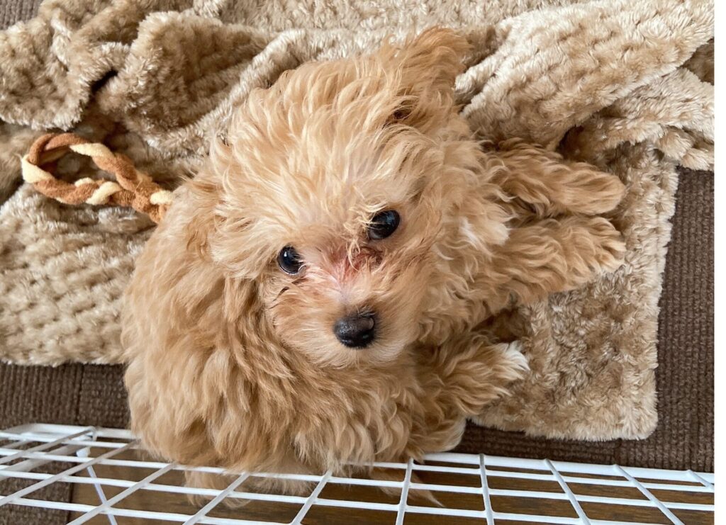 子犬の頃から涙やけ