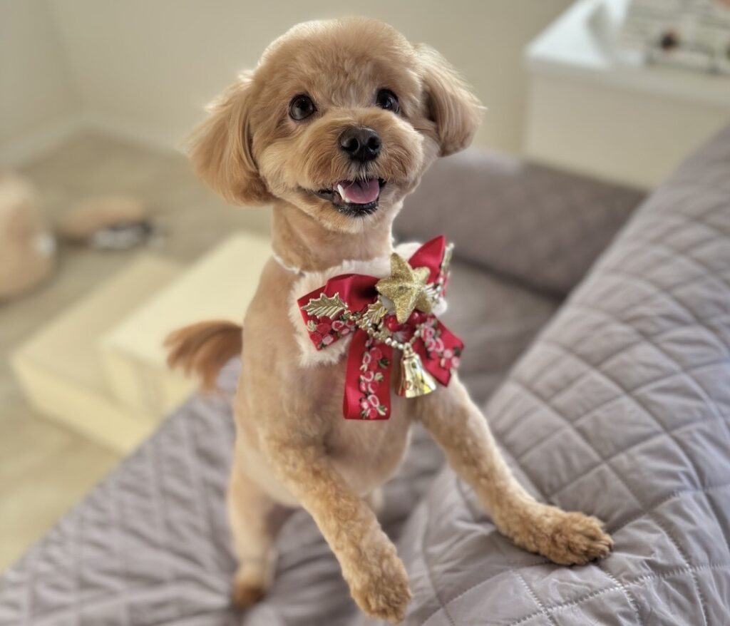 愛犬の涙やけが治った後、犬の涙ケアを継続した写真