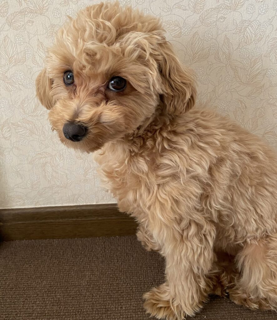 涙やけが多少良くなった頃の愛犬