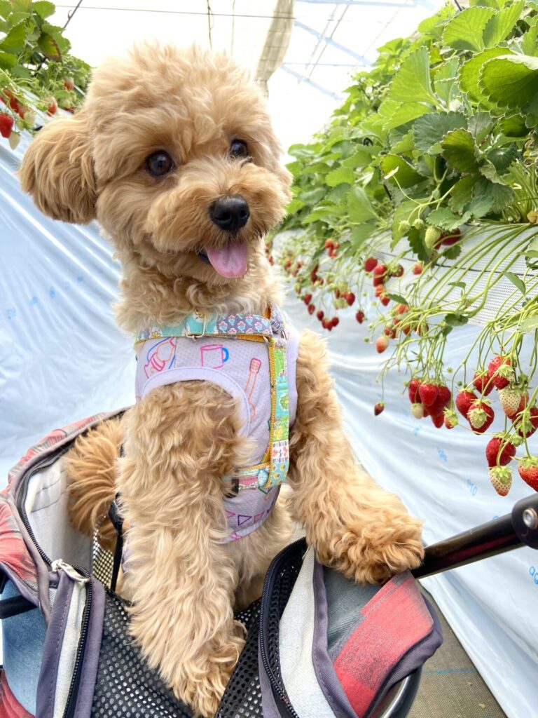 涙やけがきれいにｍなった愛犬