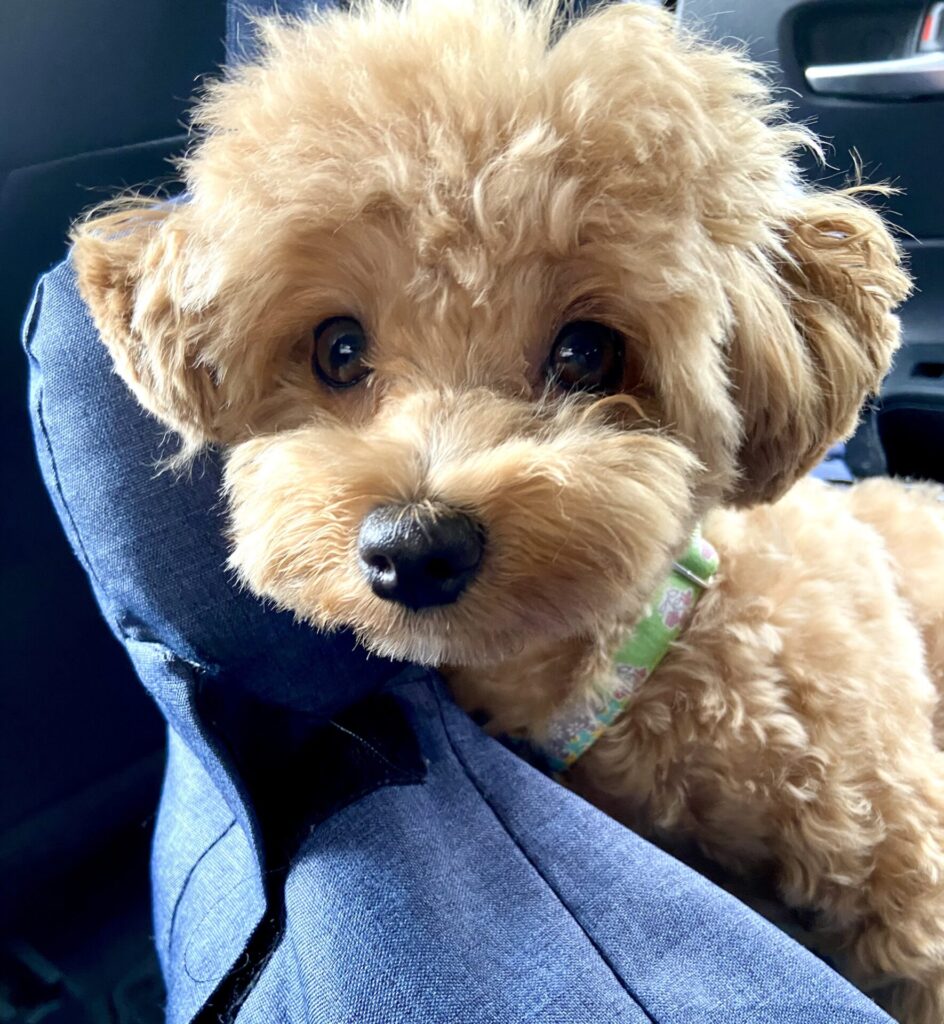 悩んでいた愛犬の涙やけが治ったあとの写真