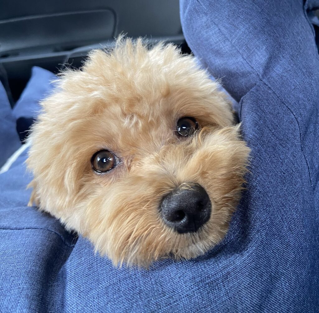 涙やけが酵素を取りれたことによって改善された犬