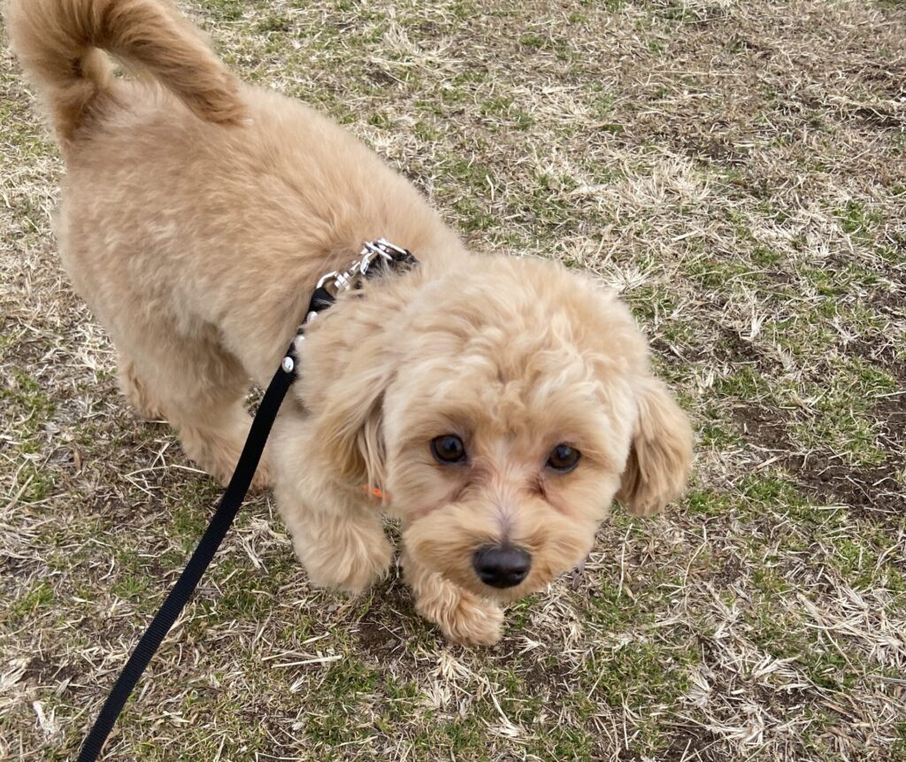 犬の涙やけがひどい