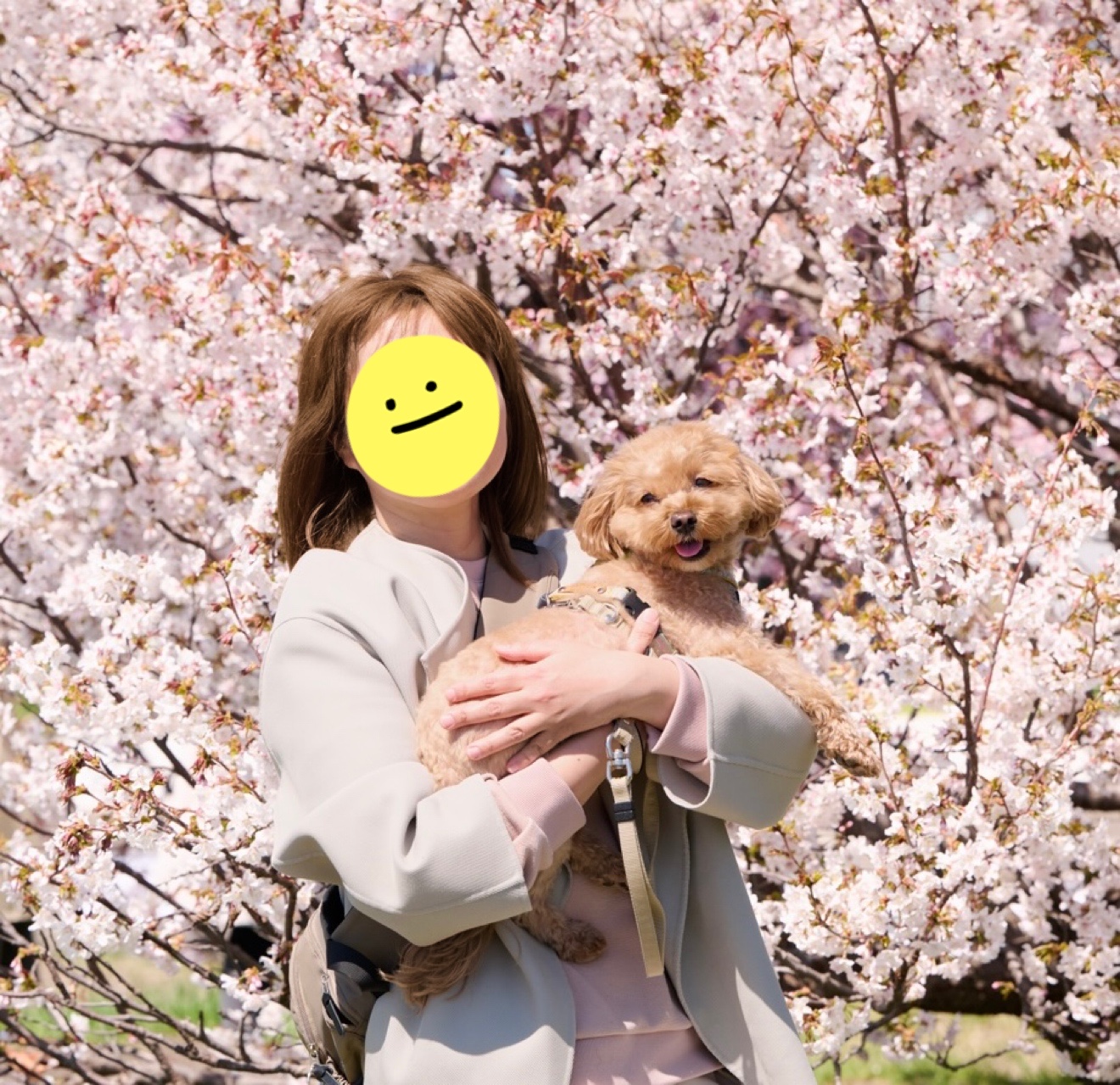 ぱちゅり
