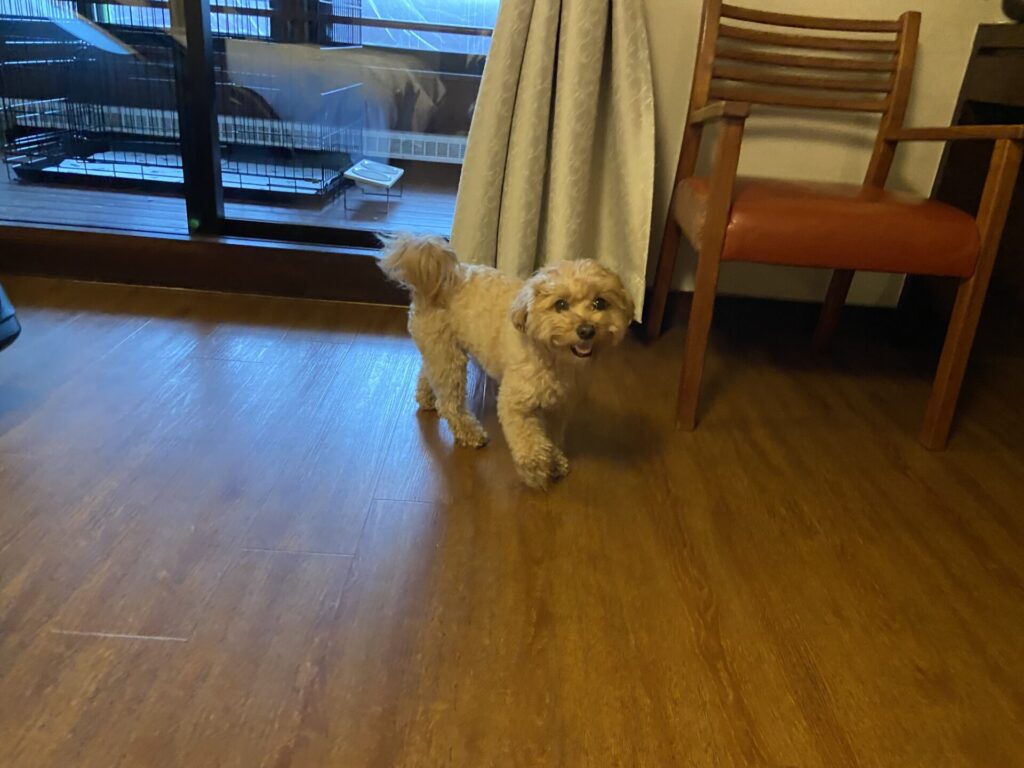 ペット宿泊OKの旅館での愛犬の様子