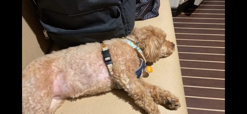 さんふらわあふらののウィズペットルームで愛犬が休む姿