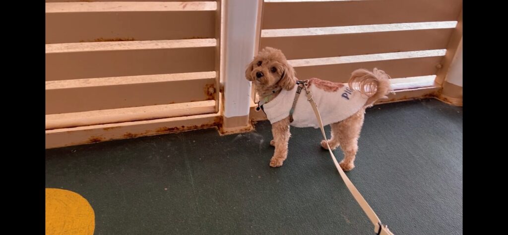 さんうふらわあ ふらののドッグランで過ごす愛犬の小夏