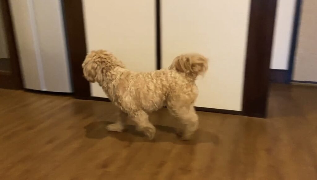 定山渓ふる川302号室をクン活するマルプー