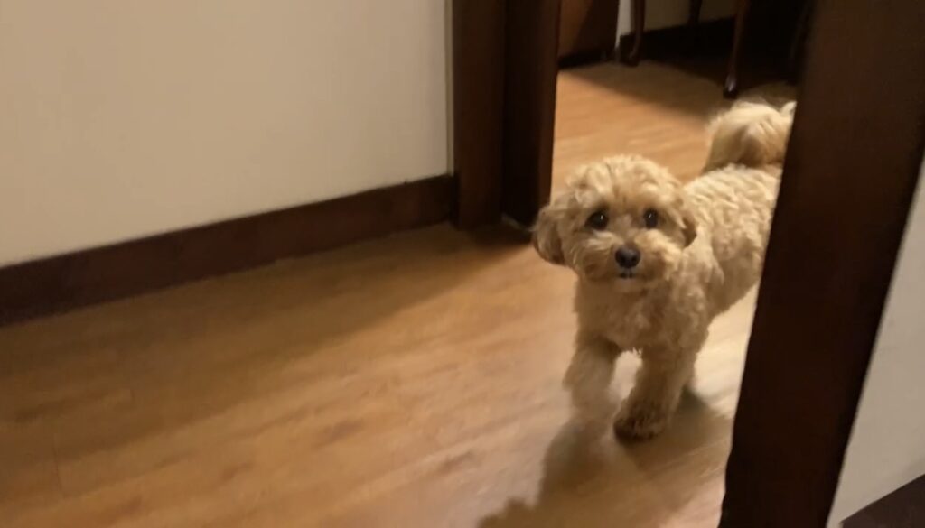 定山渓ふるかわ302号室での愛犬の様子