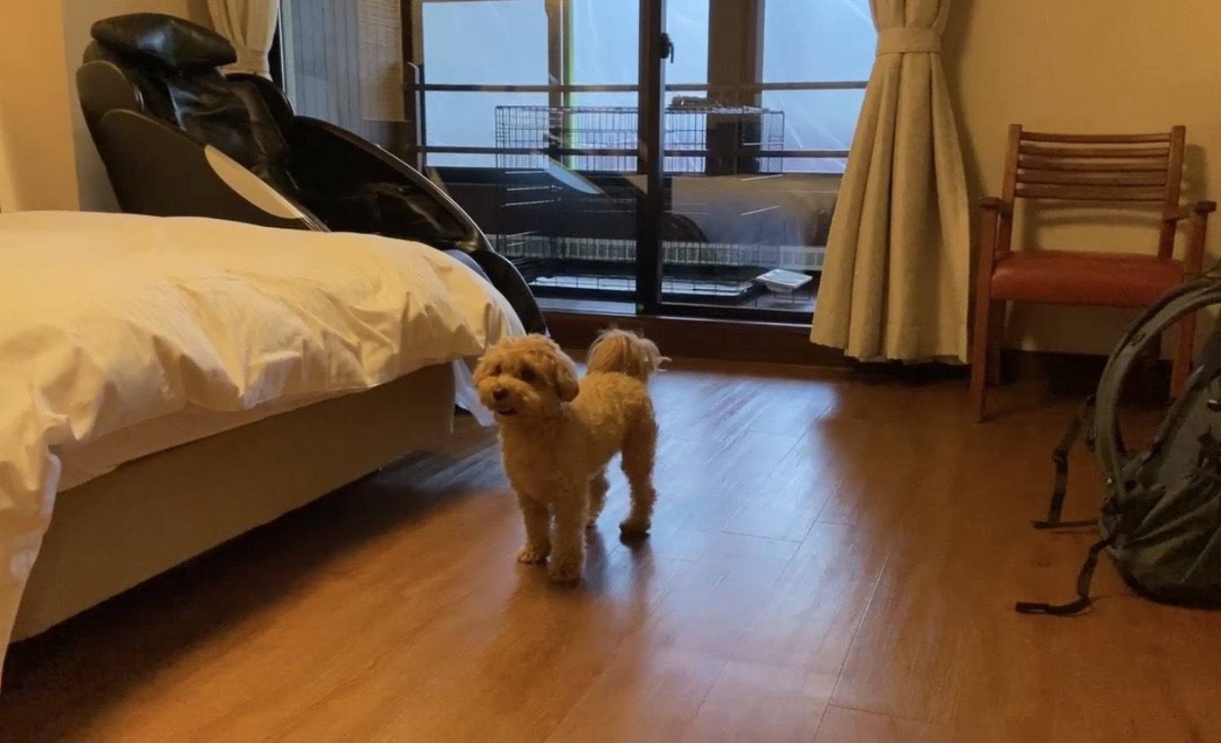 定山渓 のふる川で犬OKの部屋に宿泊した愛犬